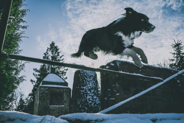 O Faro de Cão Perdigueiro