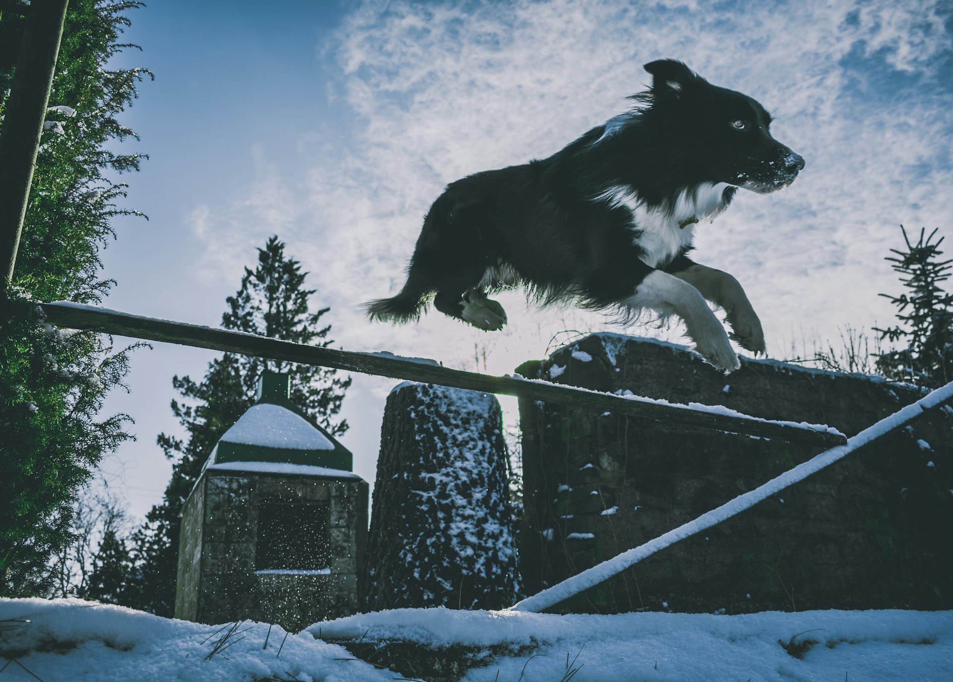O Faro de Cão Perdigueiro